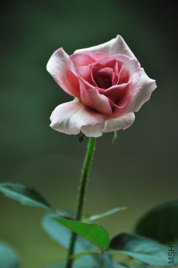 DSC_2324.jpg