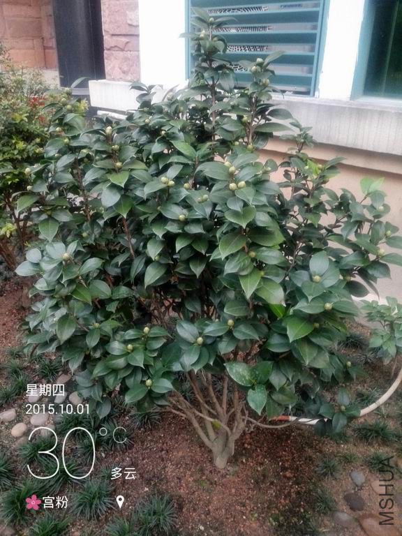 IMG_20151001_180312.jpg
