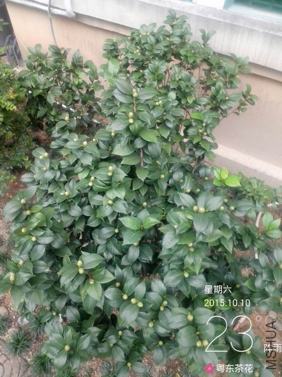 IMG_20151010_170834.jpg