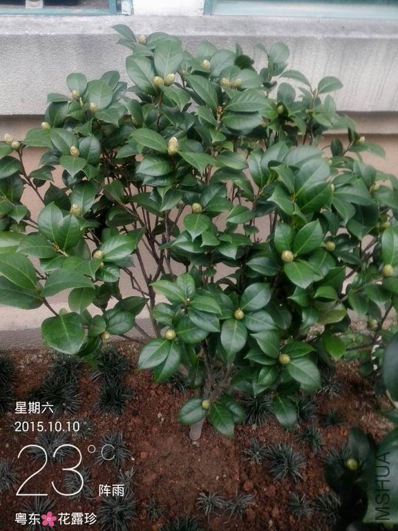 IMG_20151010_171757.jpg