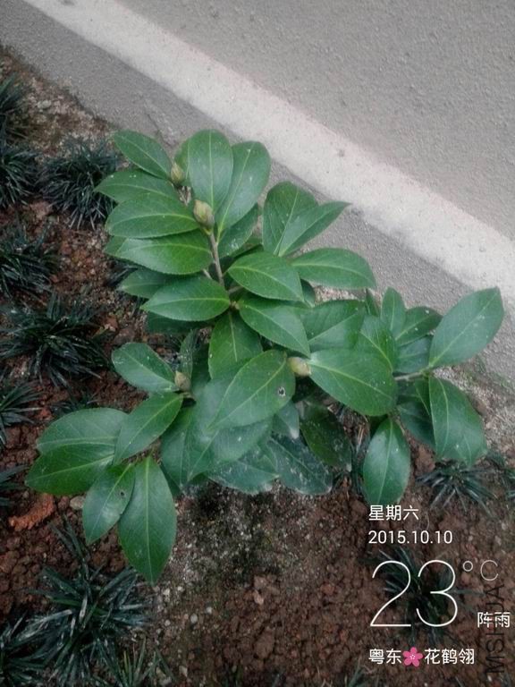 IMG_20151010_172639.jpg