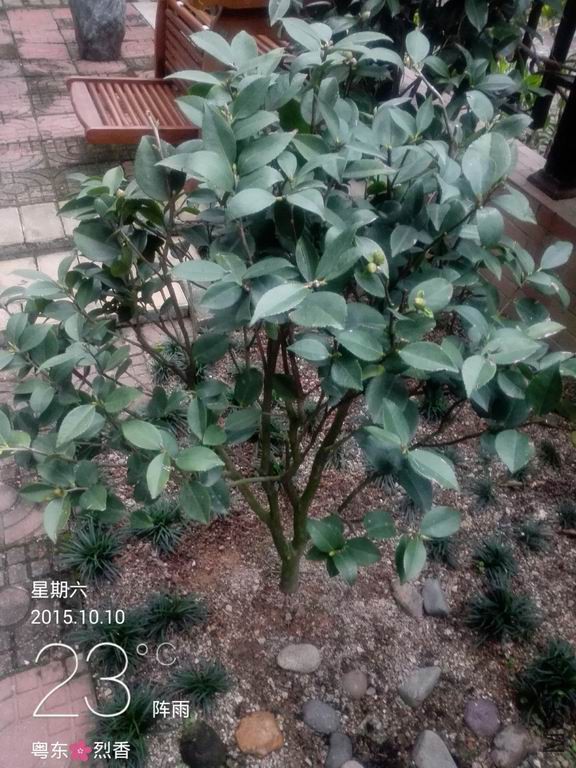 IMG_20151010_172924.jpg