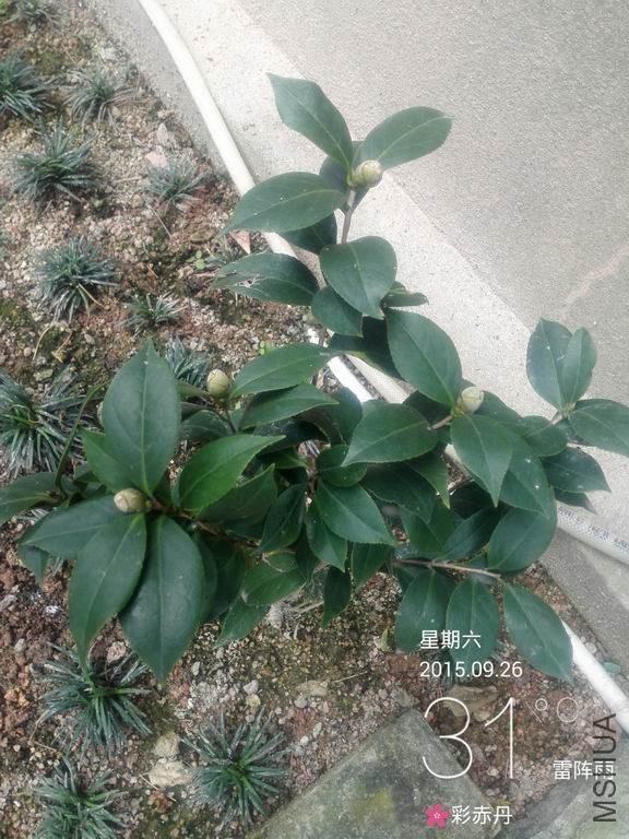 IMG_20150926_113832.jpg