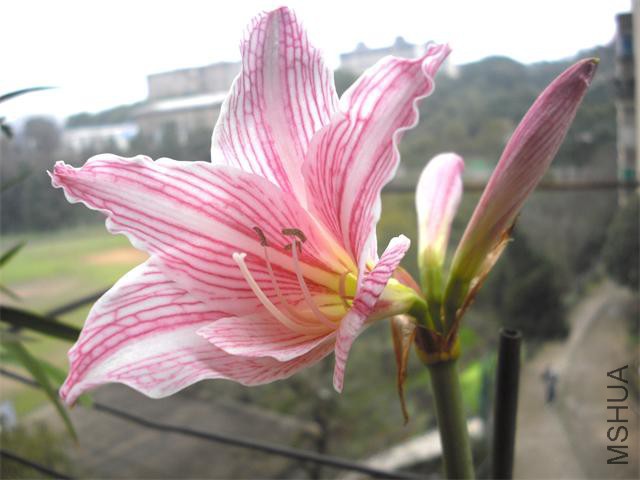 CIMG3604_��ͼ��.jpg a.jpg