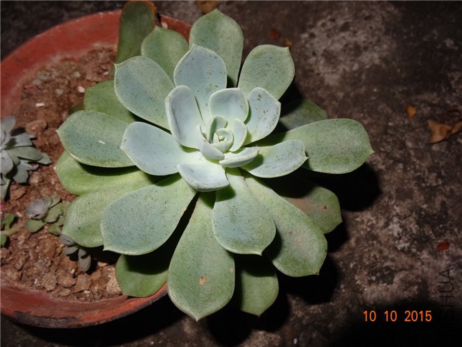 DSC06446.jpg