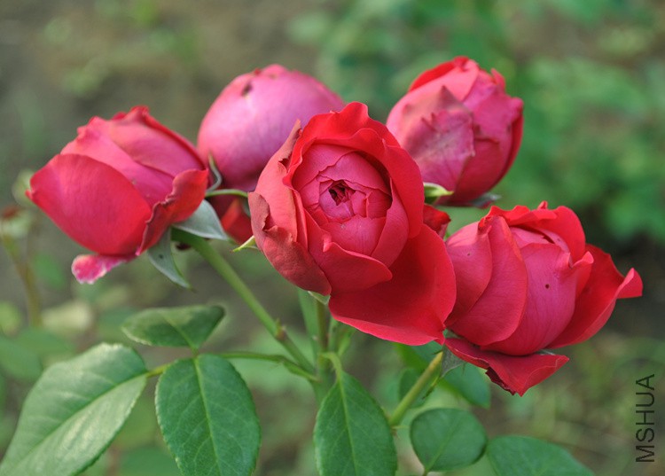 DSC_0015_����.jpg