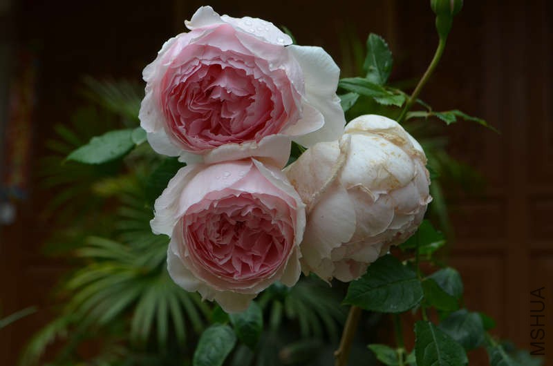 DSC_0003.JPG