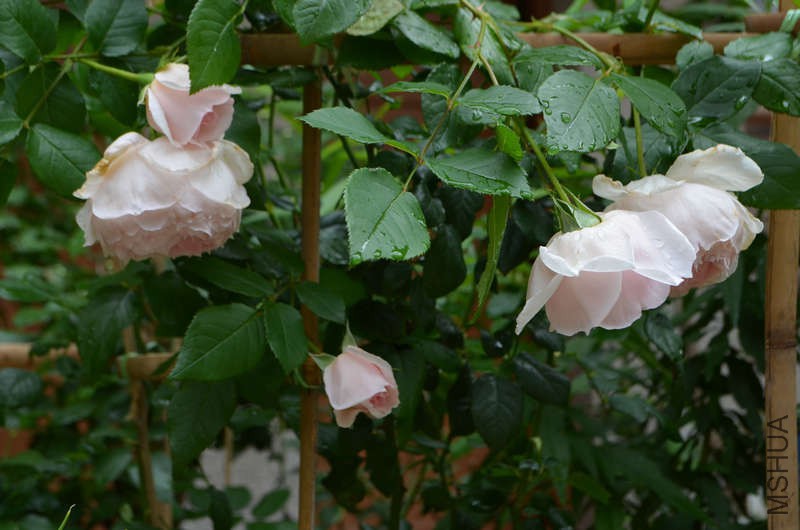 DSC_0133.JPG