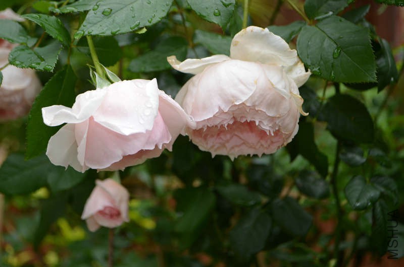 DSC_0134.JPG