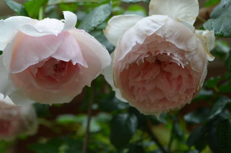 DSC_0135.JPG