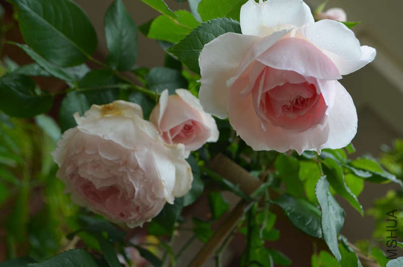 DSC_0136.JPG