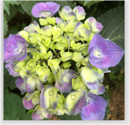 QQͼƬ20150831214309.png