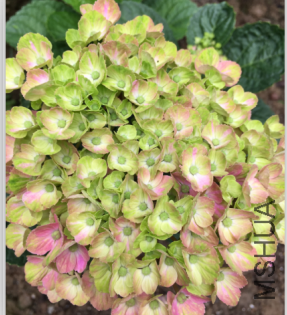 QQͼƬ20150831214322.png