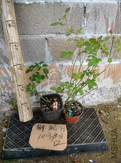 IMG_20151012_123923_HDR.jpg