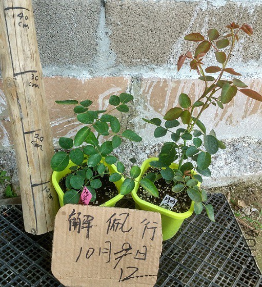 IMG_20151012_124310_HDR.jpg