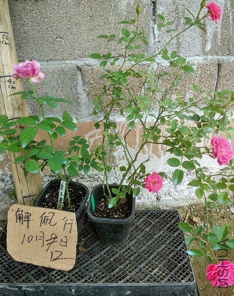IMG_20151012_124939_HDR.jpg