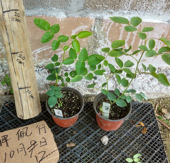 IMG_20151012_125449_HDR.jpg