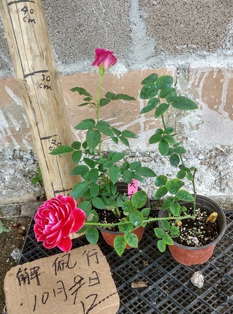 IMG_20151012_125514_HDR.jpg