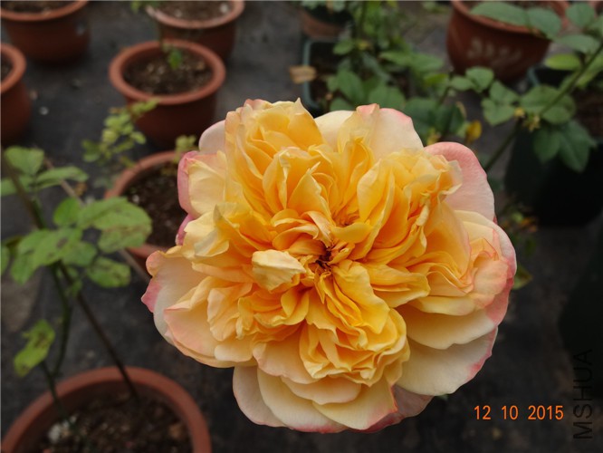 DSC06509.jpg
