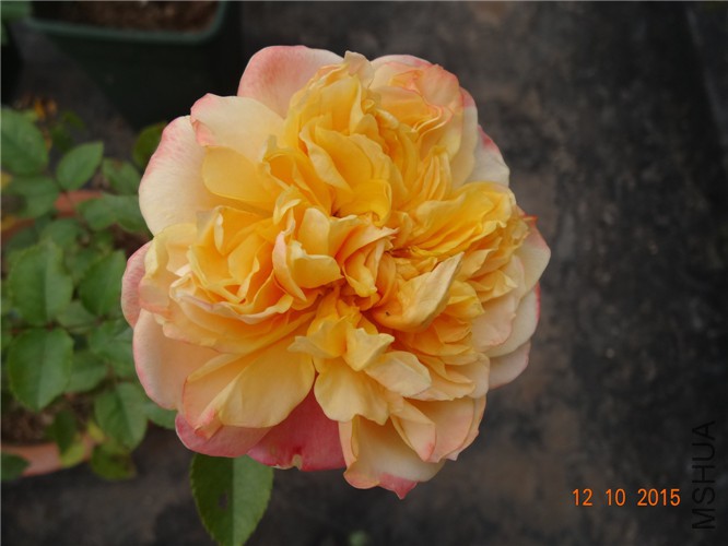 DSC06507.jpg