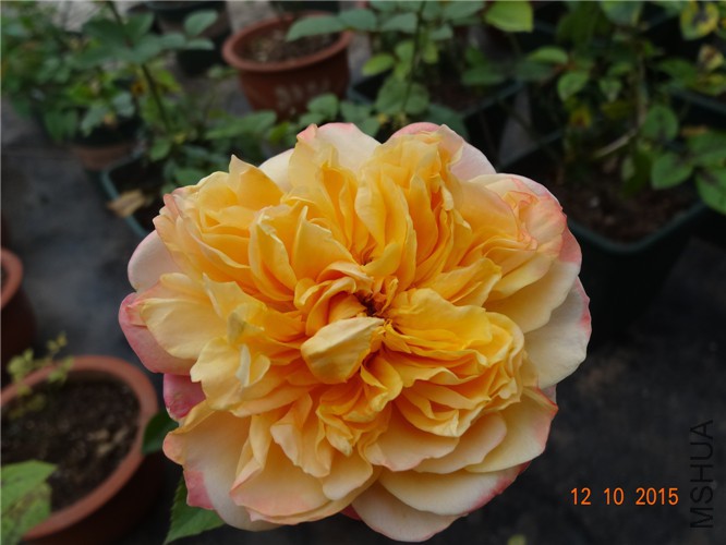 DSC06506.jpg