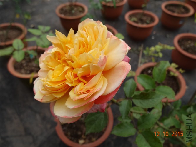 DSC06508.jpg