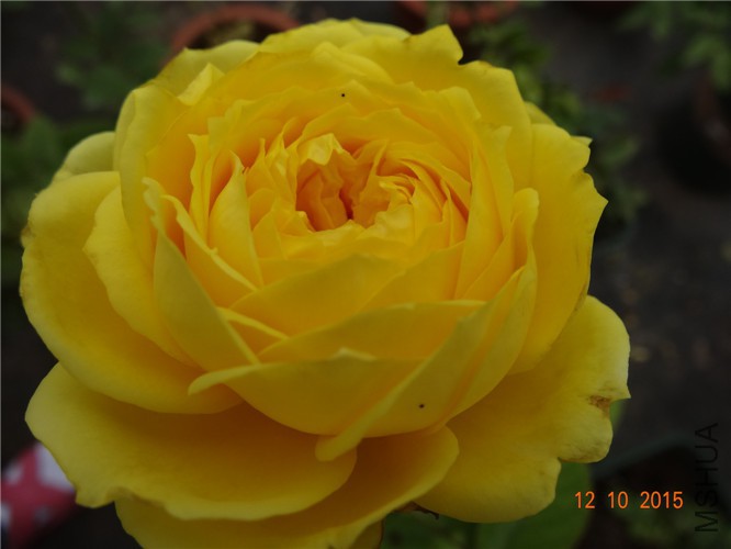 DSC06519.jpg