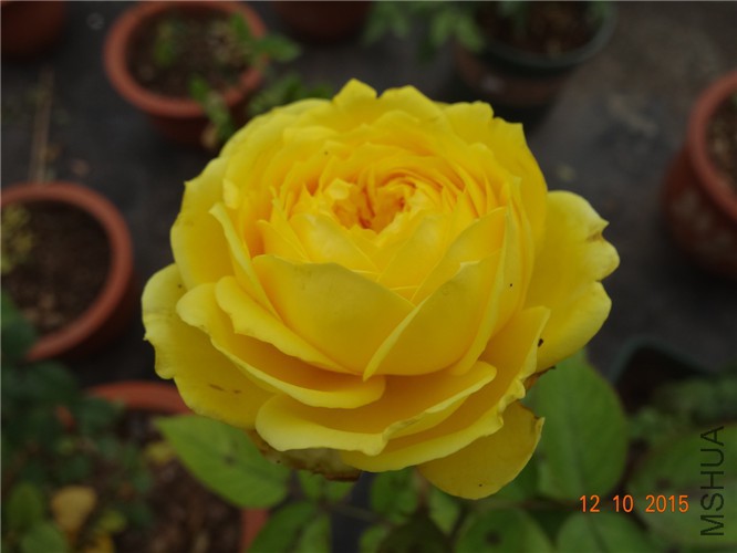 DSC06510.jpg