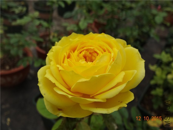 DSC06511.jpg