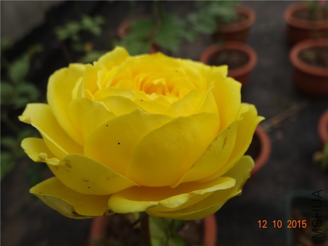 DSC06512.jpg