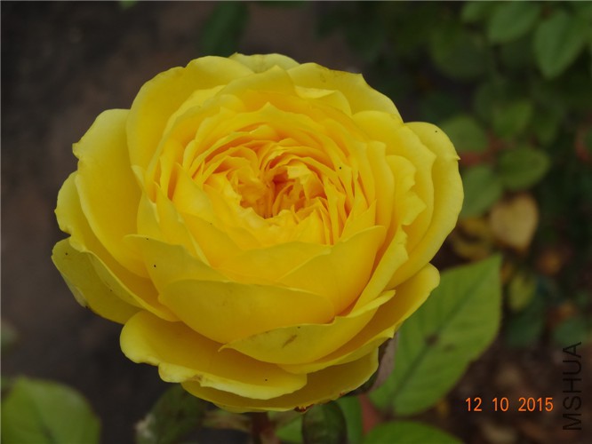 DSC06514.jpg