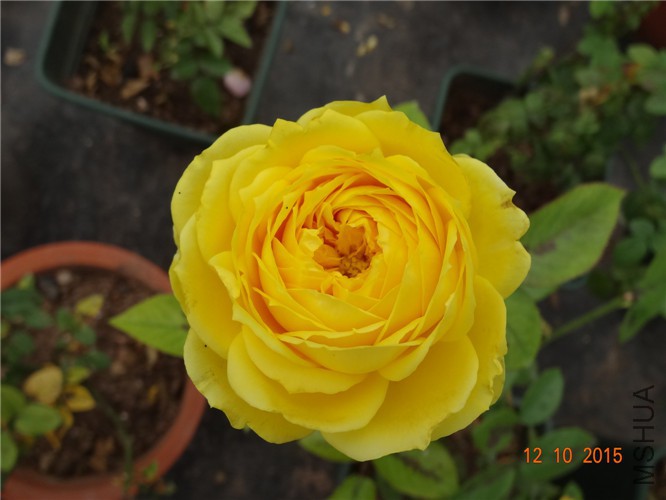 DSC06513.jpg