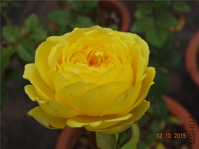 DSC06515.jpg