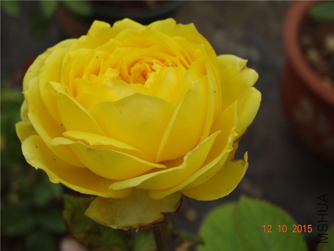 DSC06516.jpg