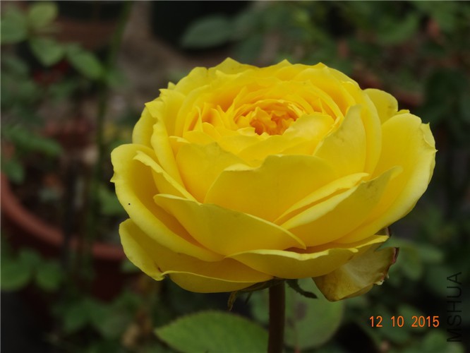 DSC06517.jpg