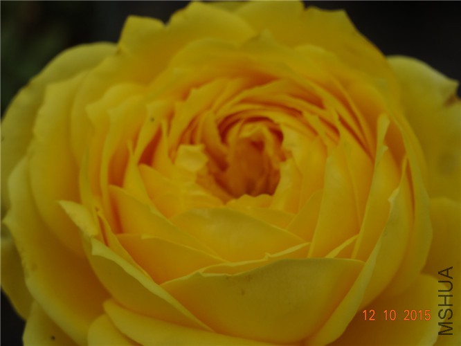 DSC06518.jpg