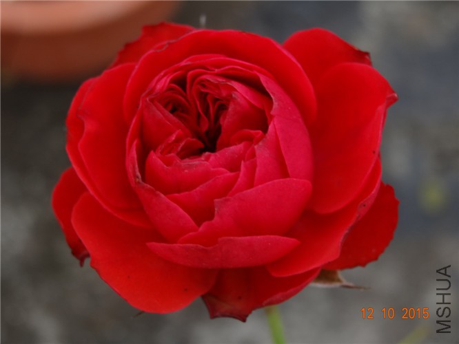 DSC06501.jpg