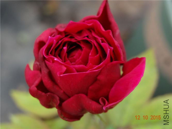 DSC06520.jpg