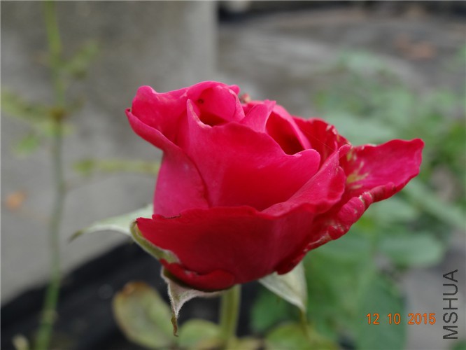 DSC06505.jpg