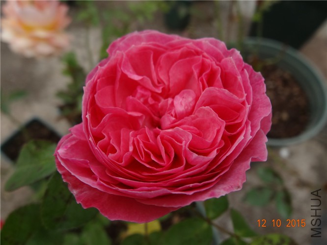 DSC06500.jpg