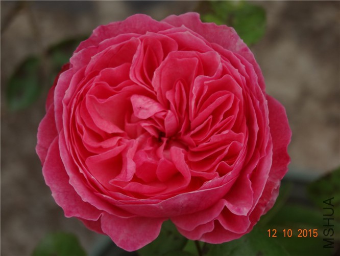 DSC06496.jpg