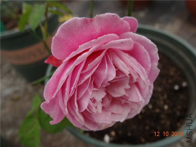 DSC06497.jpg