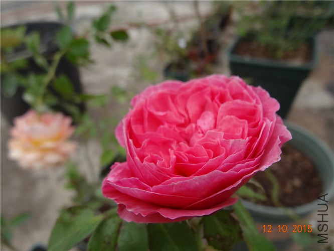 DSC06499.jpg