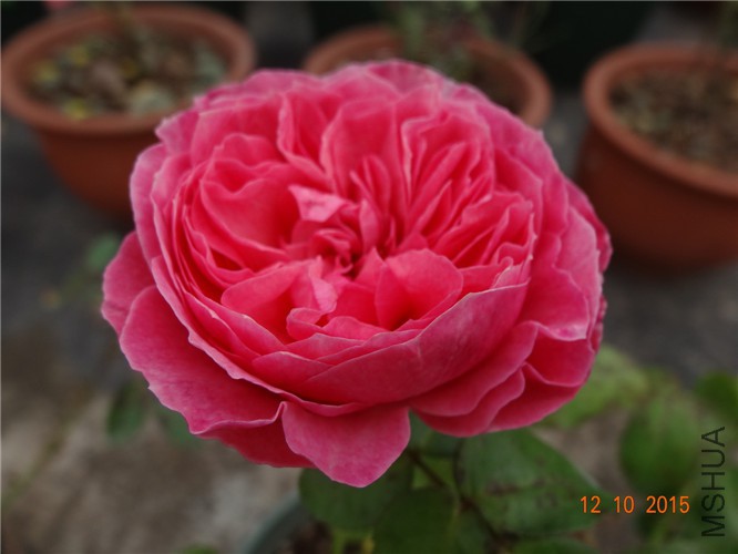 DSC06498.jpg