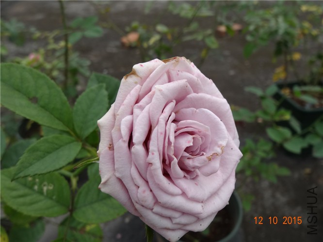 DSC06504.jpg