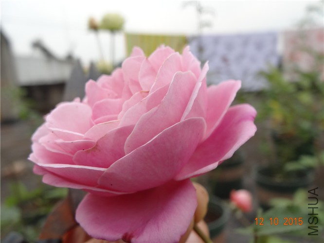 DSC06503.jpg