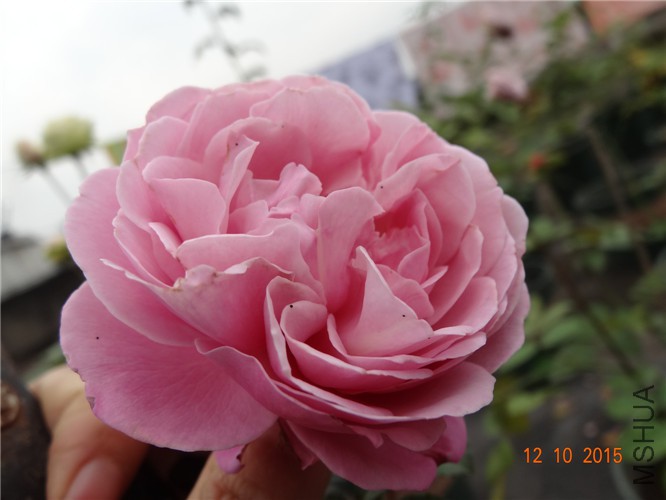 DSC06502.jpg