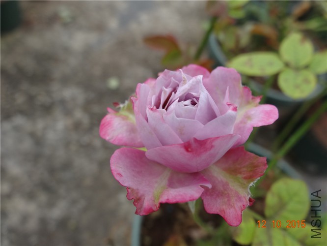 DSC06495.jpg