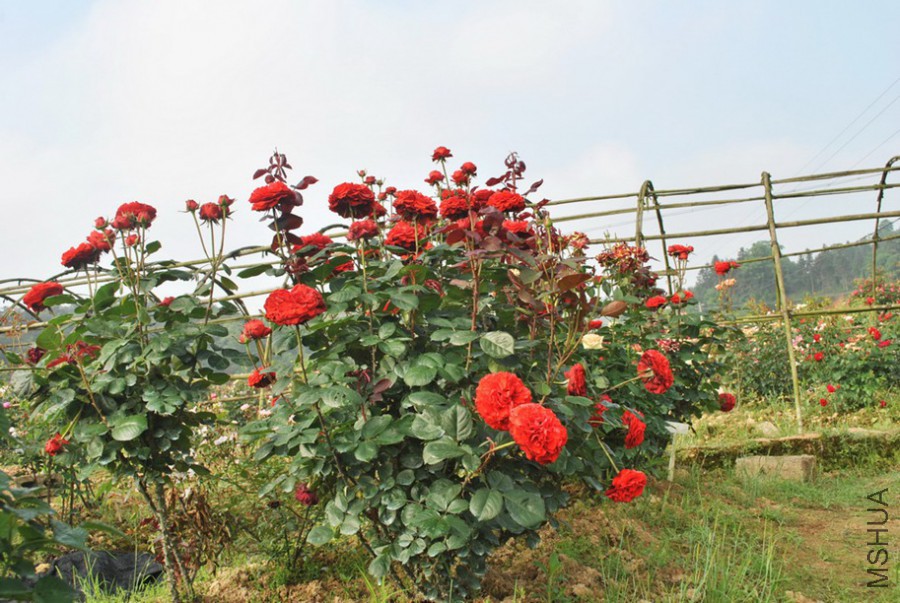 ˿���޹� (1).jpg