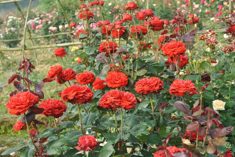 ˿���޹� (2).jpg